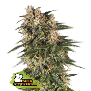 69  Northern  Lights  Auto